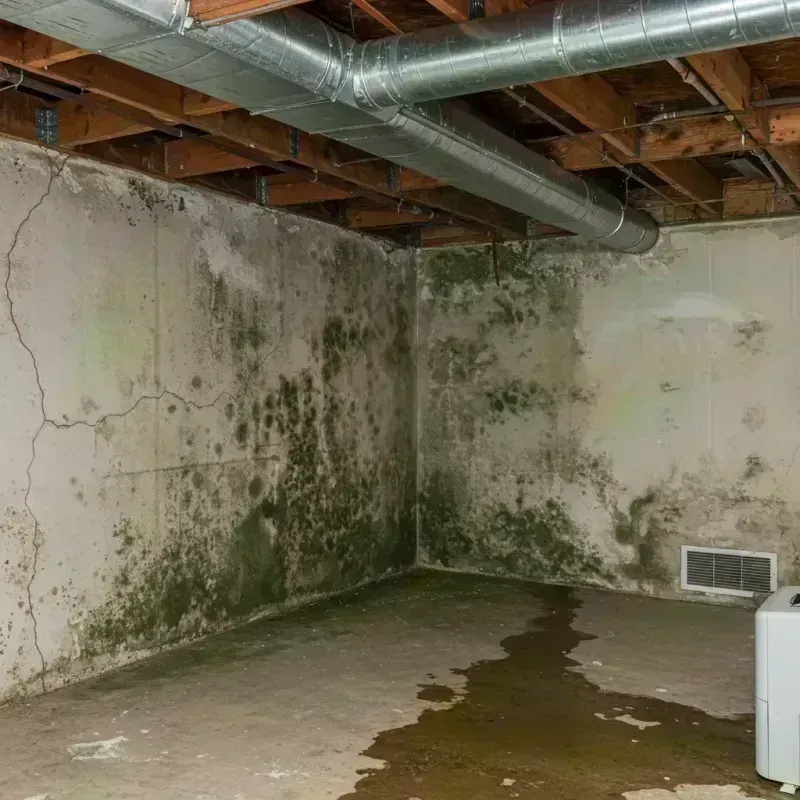 Professional Mold Removal in Eagle, CO